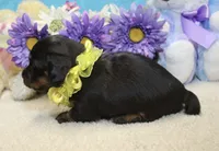 Callie, a female Miniature Dachshund for sale in Milan, IN – 8 of 8