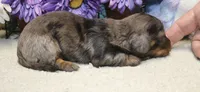 Ella, a female Miniature Dachshund for sale in Milan, IN – 2 of 6