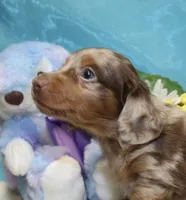 Frank, a male Miniature Dachshund for sale in Milan, IN – 5 of 5