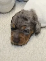 Nora, a female Miniature Dachshund for sale in Milan, IN – 2 of 8