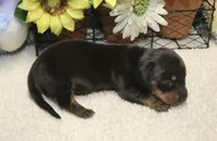 Elijah, a male Miniature Dachshund for sale in Milan, IN – 5 of 8