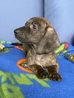 Wally, a male Miniature Dachshund for sale in Milan, IN – 3 of 5