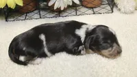Willow, a female Miniature Dachshund for sale in Milan, IN – 5 of 9
