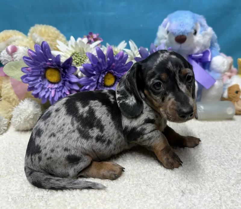Gus – Miniature Dachshund puppy for sale in Milan, IN