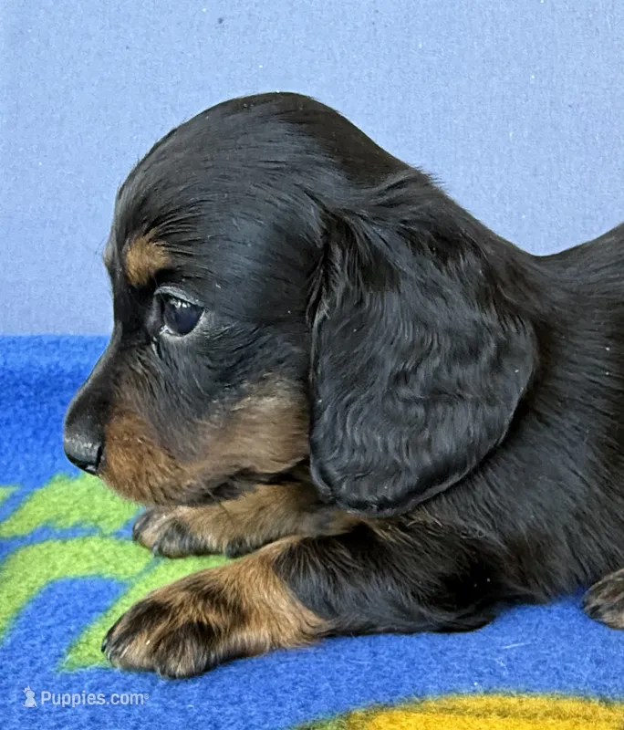 Elijah – Miniature Dachshund puppy for sale in Milan, IN
