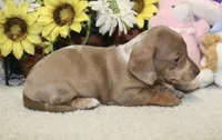 Grace, a female Miniature Dachshund for sale in Milan, IN – 9 of 9