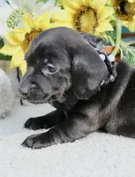Tianna , a female Miniature Dachshund for sale in Milan, IN – 2 of 8