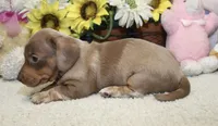 Grace, a female Miniature Dachshund for sale in Milan, IN – 5 of 9
