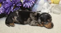 Bowie, a male Miniature Dachshund for sale in Milan, IN – 3 of 8