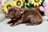 Tessa, a female Miniature Dachshund for sale in Milan, IN – 2 of 7