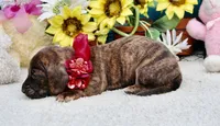 Jemma, a female Miniature Dachshund for sale in Milan, IN – 8 of 8