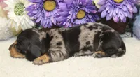 Bowie, a male Miniature Dachshund for sale in Milan, IN – 4 of 8