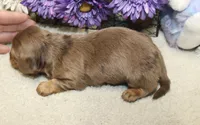 Olivia, a female Miniature Dachshund for sale in Milan, IN – 6 of 6
