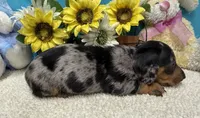 Hud, a male Miniature Dachshund for sale in Milan, IN – 4 of 8