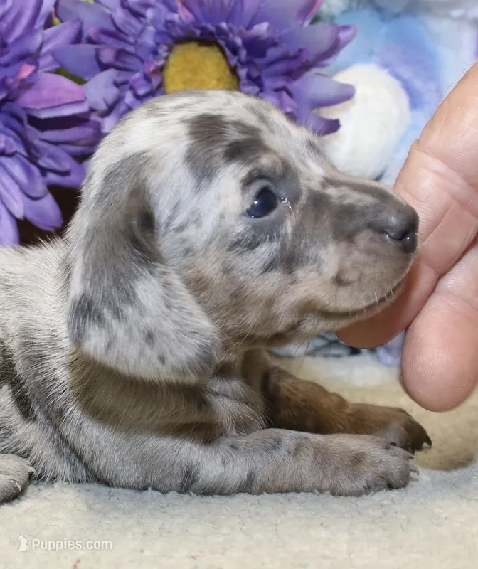 Hank – Miniature Dachshund puppy for sale in Milan, IN
