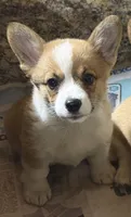 AKC Rita, a female Pembroke Welsh Corgi for sale in Milan, IN – 3 of 7