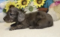 Jess, a male Miniature Dachshund for sale in Milan, IN – 3 of 8