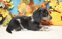 Willow, a female Miniature Dachshund for sale in Milan, IN – 6 of 8