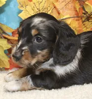 Willow, a female Miniature Dachshund for sale in Milan, IN – 2 of 8