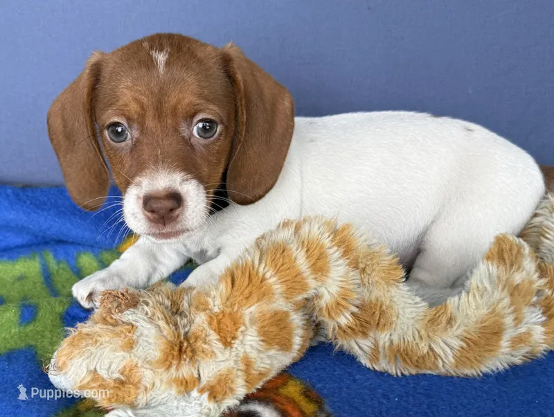 Jazz – Miniature Dachshund puppy for sale in Milan, IN