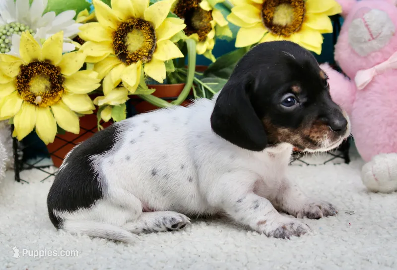 Teddy – Miniature Dachshund puppy for sale in Milan, IN