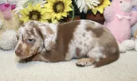 Cooper, a male Miniature Dachshund for sale in Milan, IN – 7 of 8