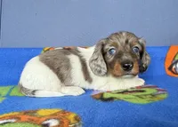 Buz, a male Miniature Dachshund for sale in Milan, IN – 2 of 4
