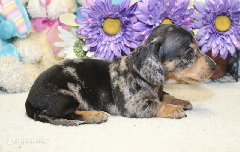 Bowie – Miniature Dachshund puppy for sale in Milan, IN