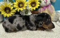 Hud, a male Miniature Dachshund for sale in Milan, IN – 7 of 8