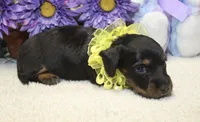 Callie, a female Miniature Dachshund for sale in Milan, IN – 2 of 8