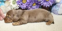 Olivia, a female Miniature Dachshund for sale in Milan, IN – 1 of 6
