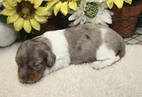 Camila , a female Miniature Dachshund for sale in Milan, IN – 6 of 8