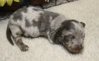 Lucas, a male Miniature Dachshund for sale in Milan, IN – 7 of 9