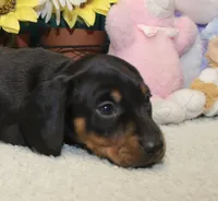 Oliver, a male Miniature Dachshund for sale in Milan, IN – 3 of 7