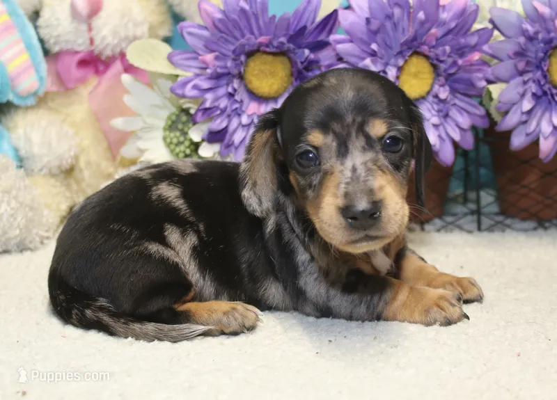 Bowie – Miniature Dachshund puppy for sale in Milan, IN