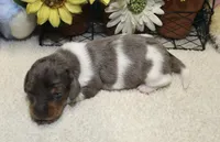 Coop, a male Miniature Dachshund for sale in Milan, IN – 7 of 8