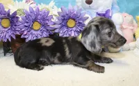 Lucas, a male Miniature Dachshund for sale in Milan, IN – 8 of 8