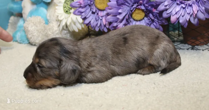 Ella – Miniature Dachshund puppy for sale in Milan, IN
