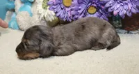 Ella, a female Miniature Dachshund for sale in Milan, IN – 1 of 6