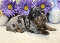 Gus, a male Miniature Dachshund for sale in Milan, IN – 8 of 8