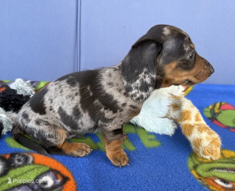 Hud – Miniature Dachshund puppy for sale in Milan, IN