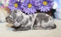 Hank, a male Miniature Dachshund for sale in Milan, IN – 8 of 8