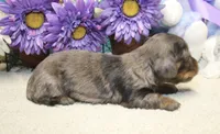 Ella, a female Miniature Dachshund for sale in Milan, IN – 6 of 6