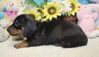 Oliver, a male Miniature Dachshund for sale in Milan, IN – 4 of 7