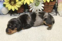 Hud, a male Miniature Dachshund for sale in Milan, IN – 8 of 8