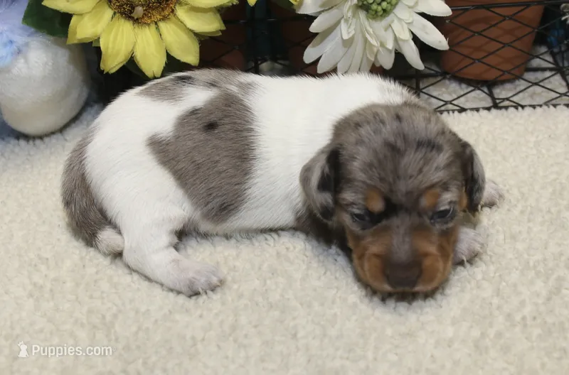 Nora – Miniature Dachshund puppy for sale in Milan, IN