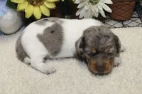 Nora, a female Miniature Dachshund for sale in Milan, IN – 1 of 8