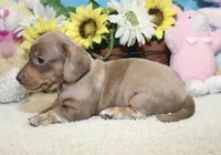 Grace, a female Miniature Dachshund for sale in Milan, IN – 6 of 9
