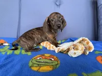 Wally, a male Miniature Dachshund for sale in Milan, IN – 4 of 5