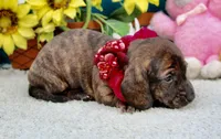 Jemma, a female Miniature Dachshund for sale in Milan, IN – 3 of 8
